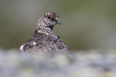 Close-up of a bird