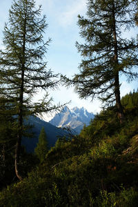 Scenic view of trees and mountains against sky