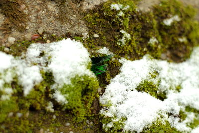 Close-up of snow on moss covered rock