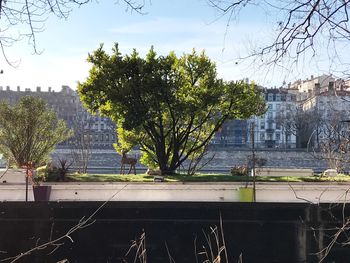 Trees against sky