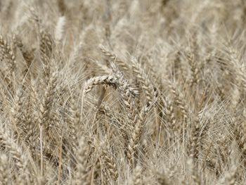 Close-up of wheat field