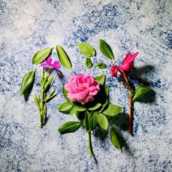 High angle view of pink flowering plant