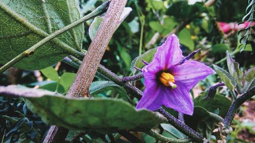 Close-up of purple flowers blooming outdoors