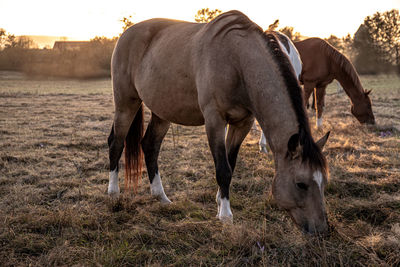 Horses grazing in the field