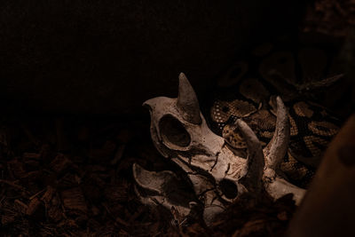 Close-up of animal skull in the dark