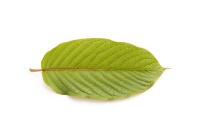 leaf