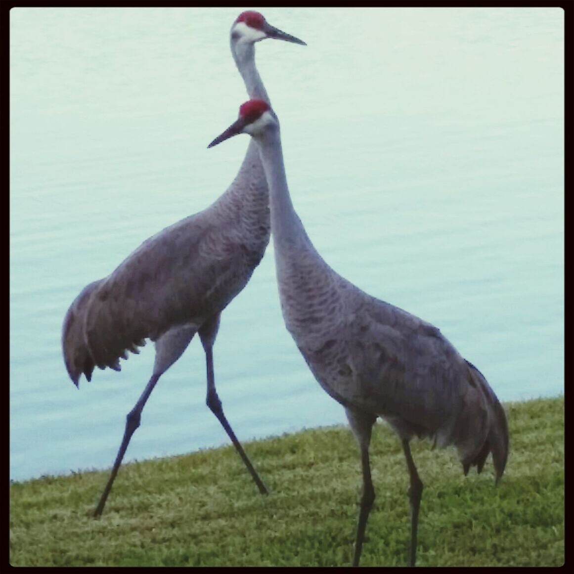 Sandhill crane