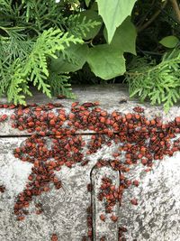 View of ivy growing on wall