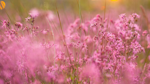 Close-up of pink flowers