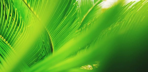 Close-up of palm tree leaves