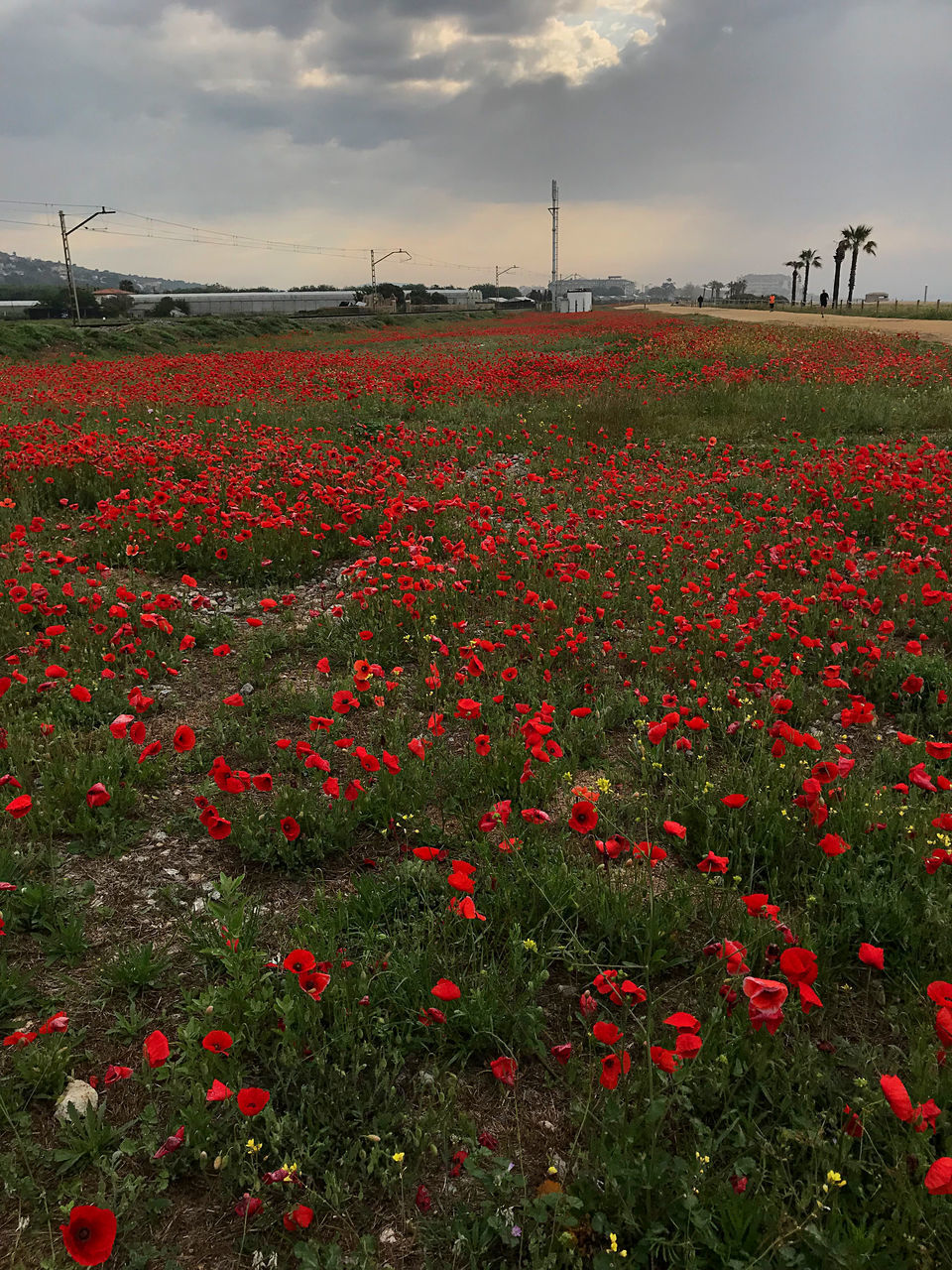 RED POPPY FLOWERS ON FIELD