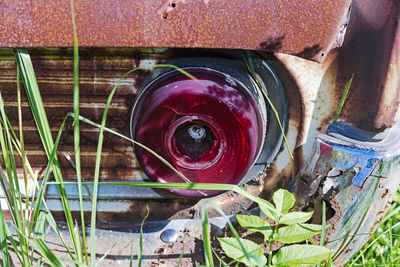 Directly above shot of red flowering plants