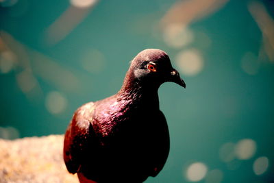 Close-up of pigeon