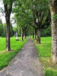 Footpath amidst trees in park