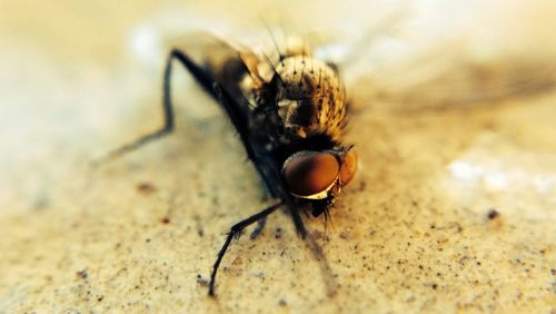 Close-up of insect on leaf