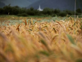 Close-up of wheat field