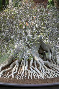 Close-up of statue against plants