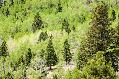 Panoramic view of trees in forest
