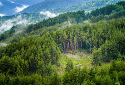 Pine trees in forest