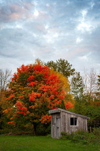 Tree by building against sky during autumn