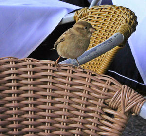 Close-up of bird perching on wicker basket