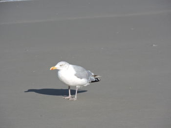 Close-up of seagull on beach