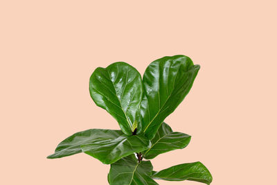 Close-up of fresh green leaves against orange background