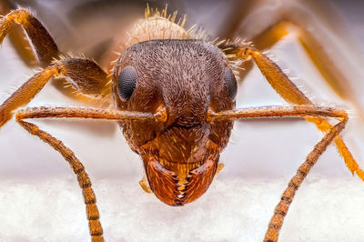 Close-up of insect