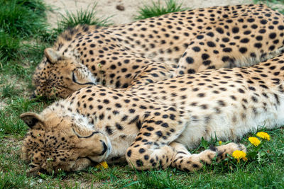 Cat relaxing on a field