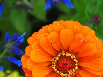 Close-up of orange flower blooming outdoors