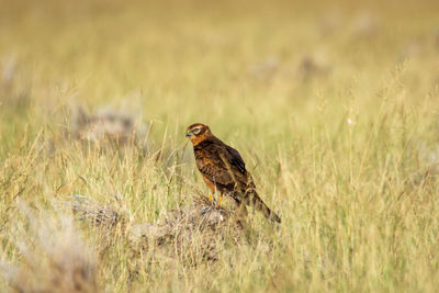 Side view of a bird on field