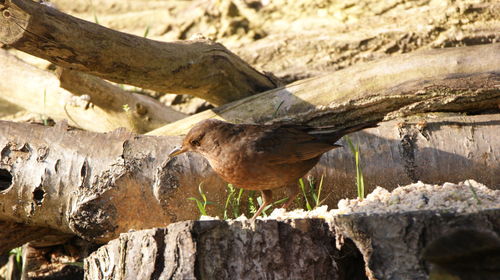 Close-up of bird on tree trunk