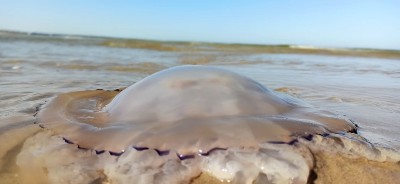 CLOSE-UP OF STARFISH ON BEACH