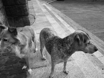 High angle view of dogs