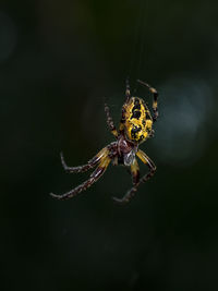 Macro-photo of a large female spider 