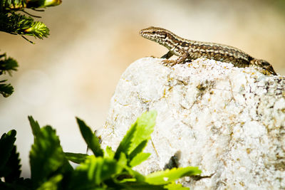Close-up of lizard