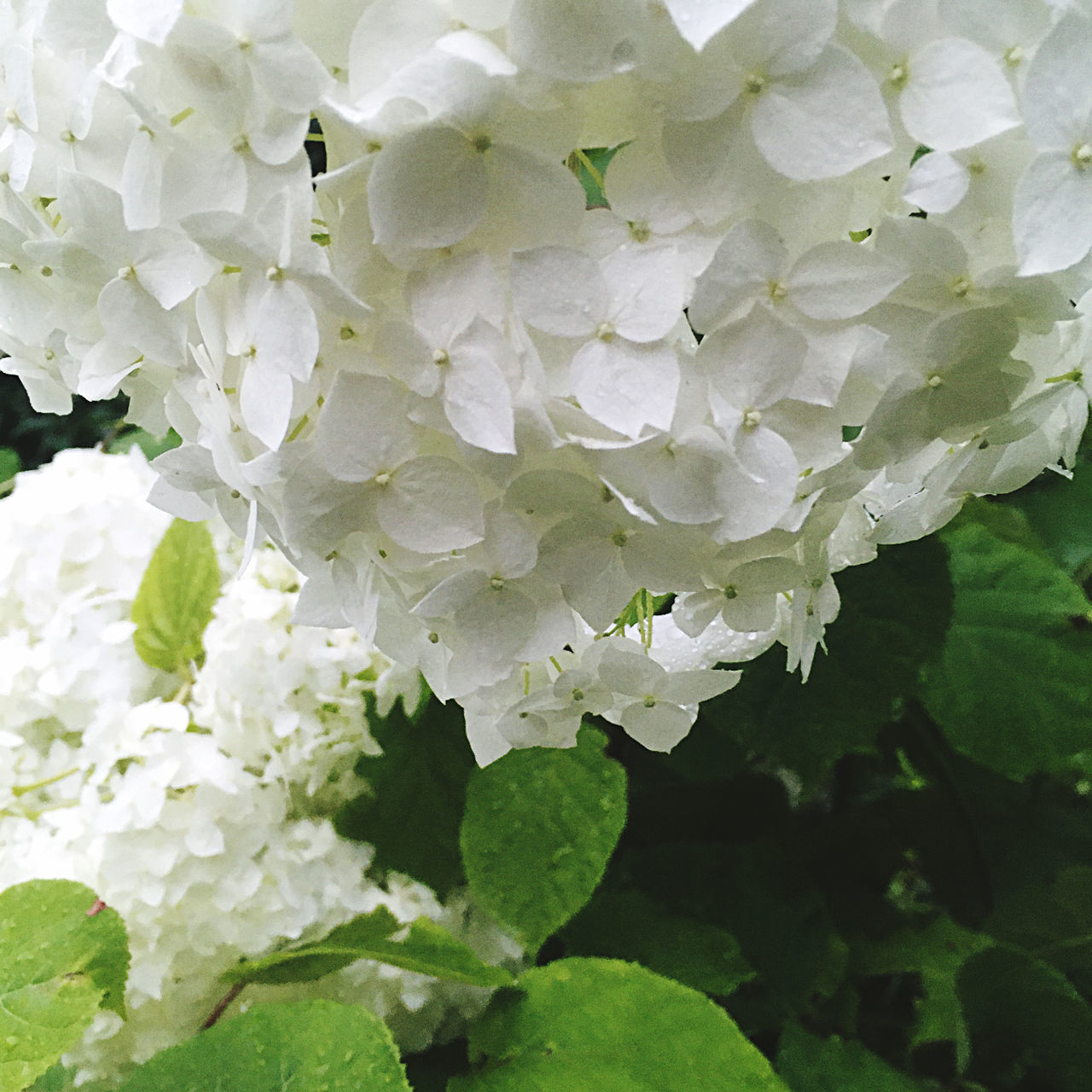 CLOSE-UP OF WHITE FLOWERING PLANT WITH LEAVES