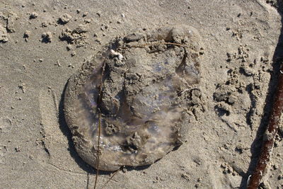 High angle view of an animal on sand