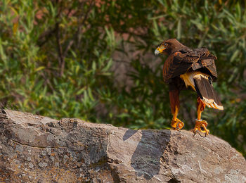 Bird perching on rock