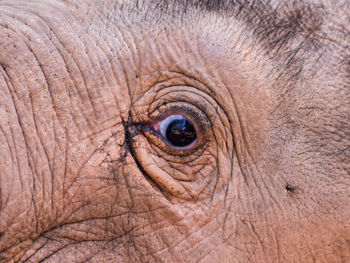 Close-up of elephant