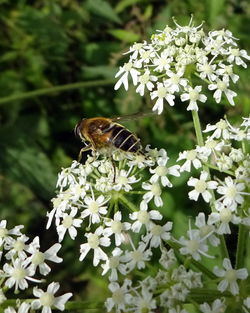 Close-up of butterfly pollinating flower