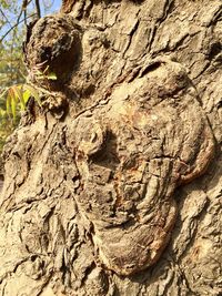 Close-up of lizard on tree