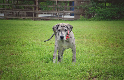 Portrait of dog running on grassy field