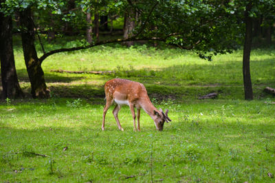 Deer in a field