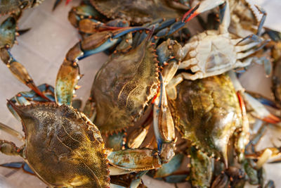 Close-up of seafood