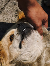 Close-up of person with dog