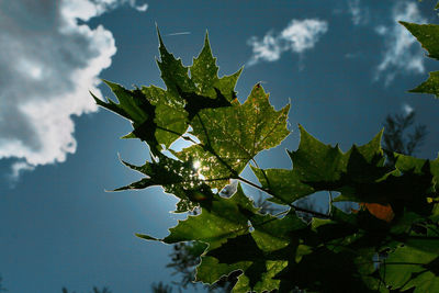 Low angle view of plant against sky on sunny day
