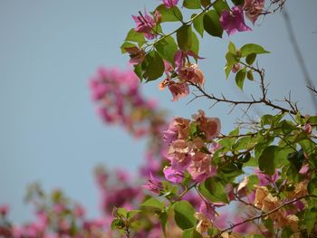 Low angle view of pink flowers blooming on tree