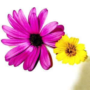 Close-up of cosmos blooming against white background