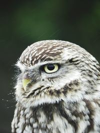 Close-up of owl